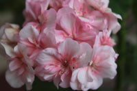 Light Pink White Geranium Flower Seeds for Planting Easy to Grow Heirloom & GMO Free Seeds for Home Garden
 
 Sale