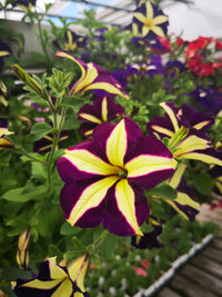 Pelletta Petunia Semi Ultra Semi Plum Vertical Seeds