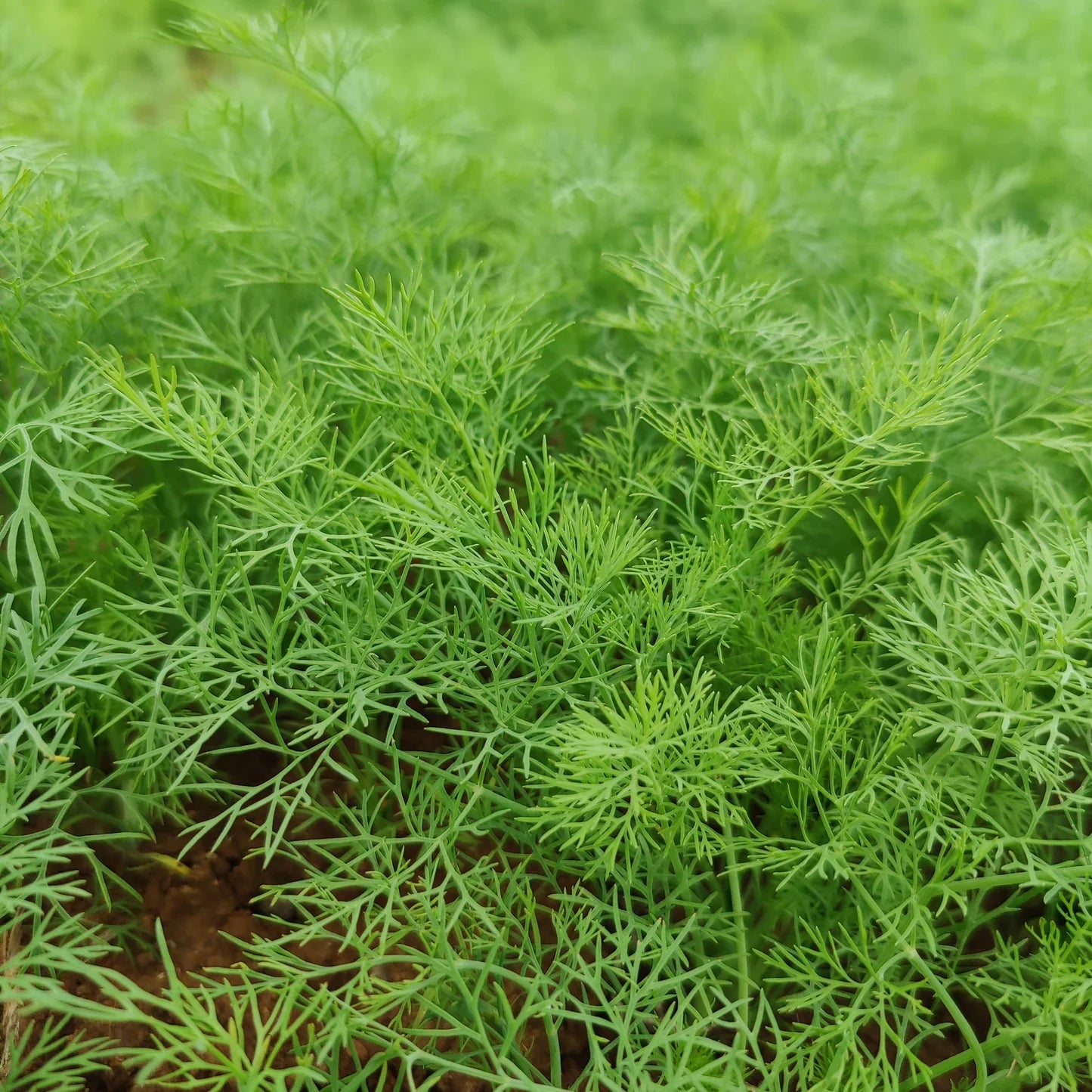 Mammoth Dill Seeds – Tall Fragrant Herb for Home Garden Growing