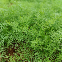 Mammoth Dill Seeds – Tall Fragrant Herb for Home Garden Growing