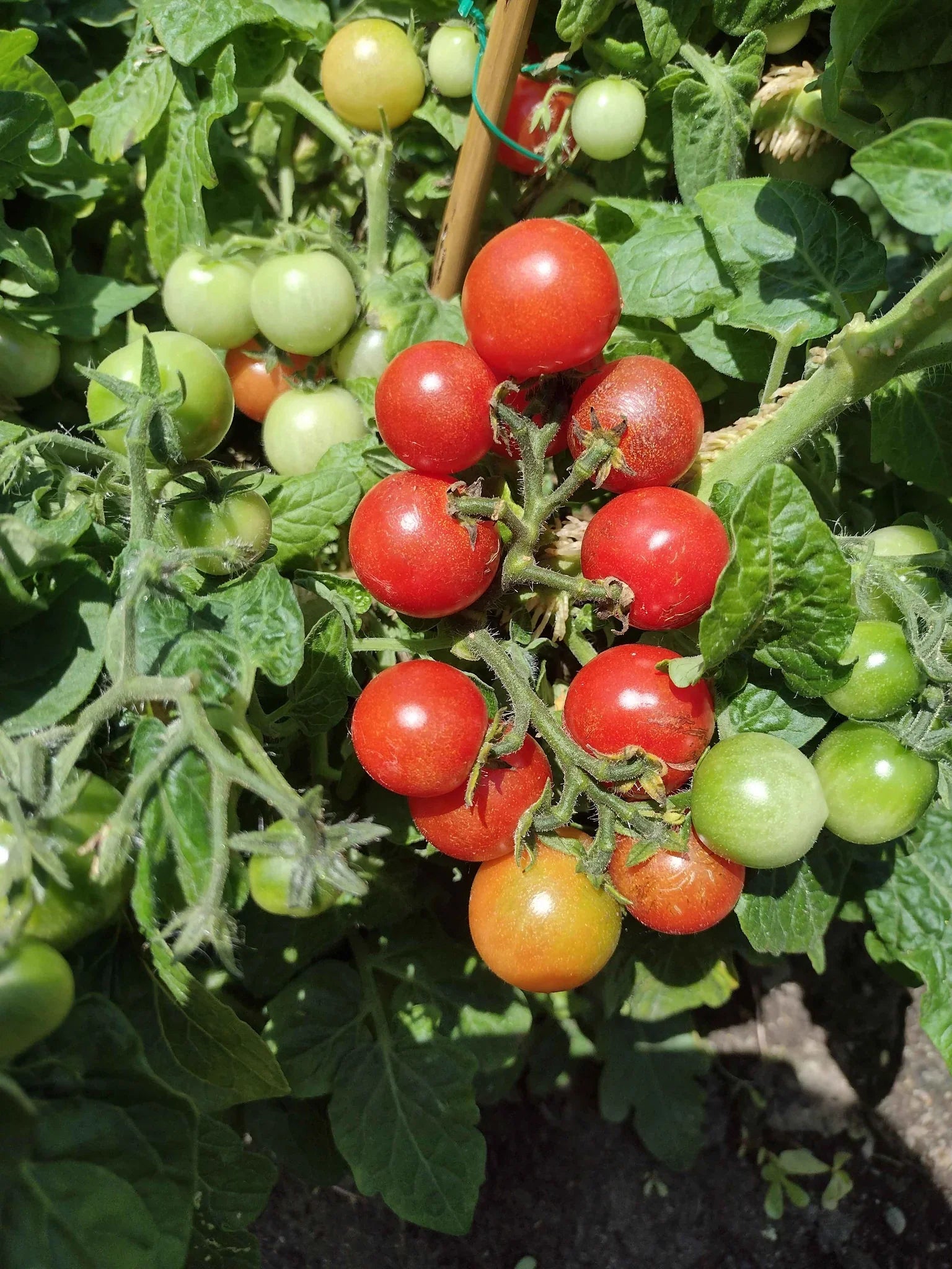 Heirloom Dwarf Red Robin tomato variety suitable for patios, balconies, and raised beds.