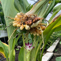 Fresh turmeric roots suitable for containers, raised beds, and kitchen gardens.