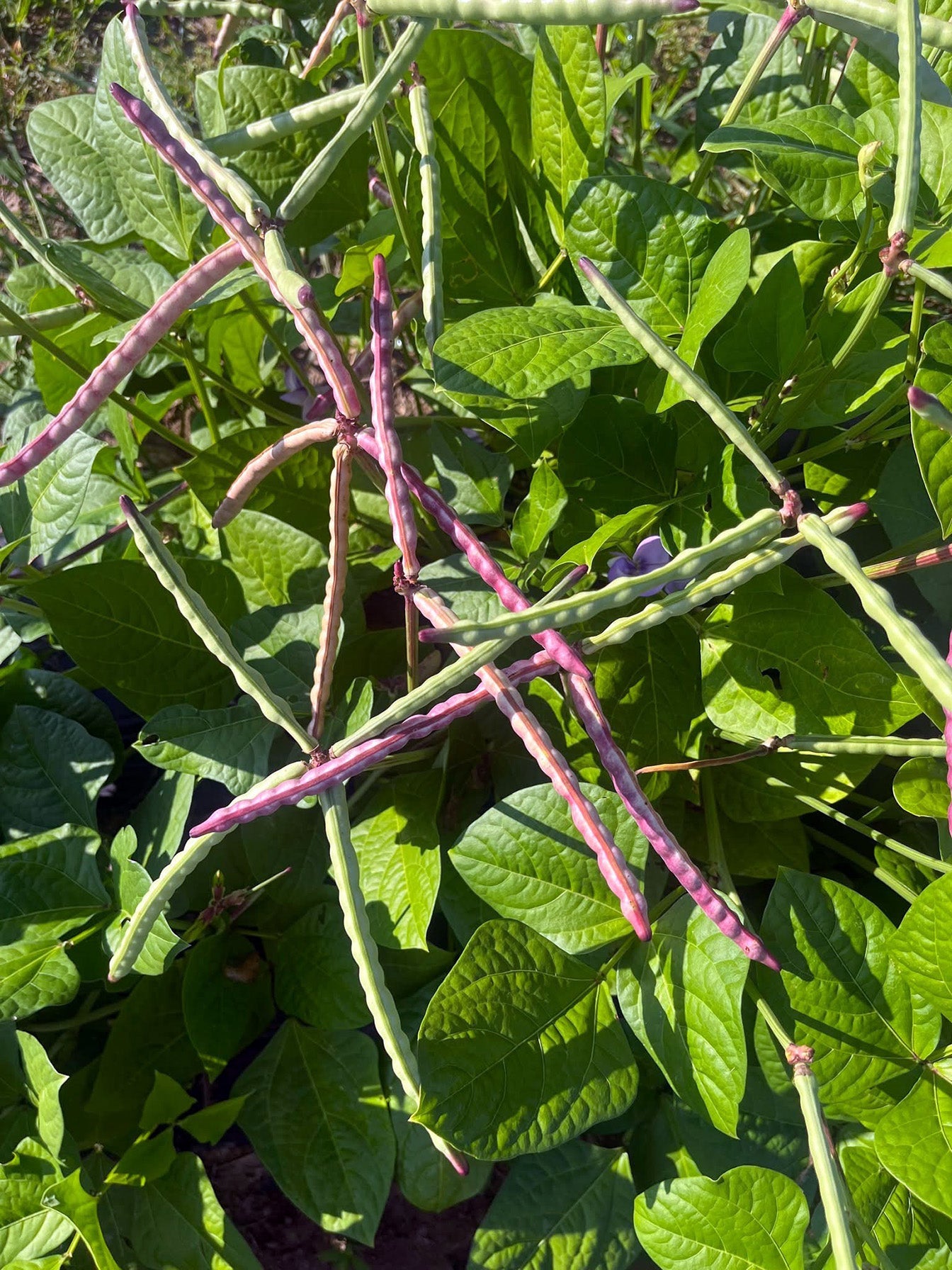 Pinkeye Purple Hull Cowpea Seeds for Planting – Heirloom Non-GMO Southern Cowpea Garden Seeds