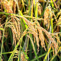 Brown Jasmine Rice seeds prepared for planting in a garden setting.