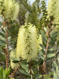 Bottle Brush Melaleuca Flower seeds for Planting Premium Quality Heirloom & GMO Free Seeds for Home Garden