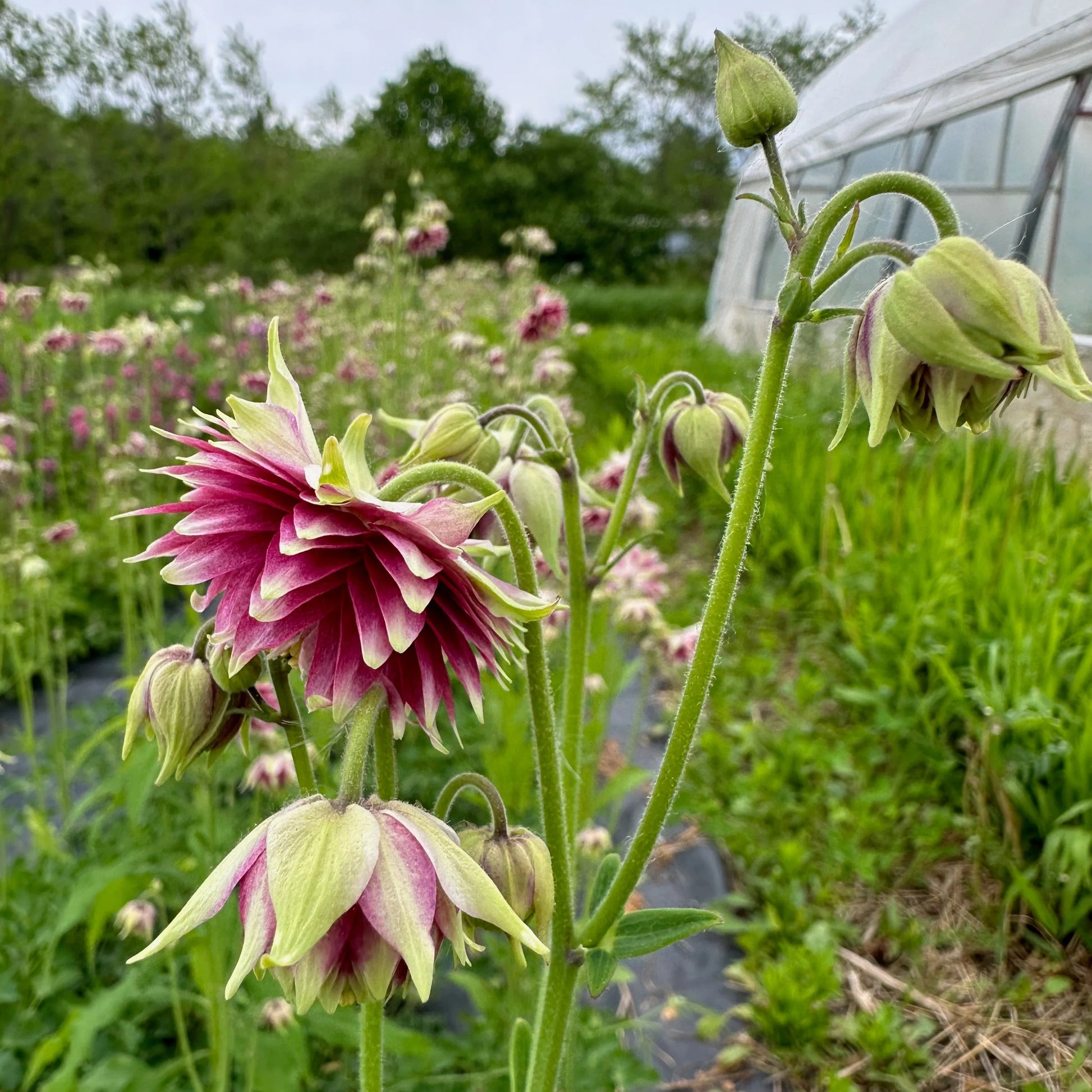 Nora Barlow Columbine Seeds for Elegant, Double Blooms