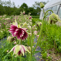 Nora Barlow Columbine Seeds for Elegant, Double Blooms