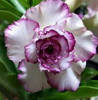 White Purple Adenium Flower seeds for Planting Seasonal Bloomer Heirloom & GMO Free Seeds for Home Garden 
 
 Sale