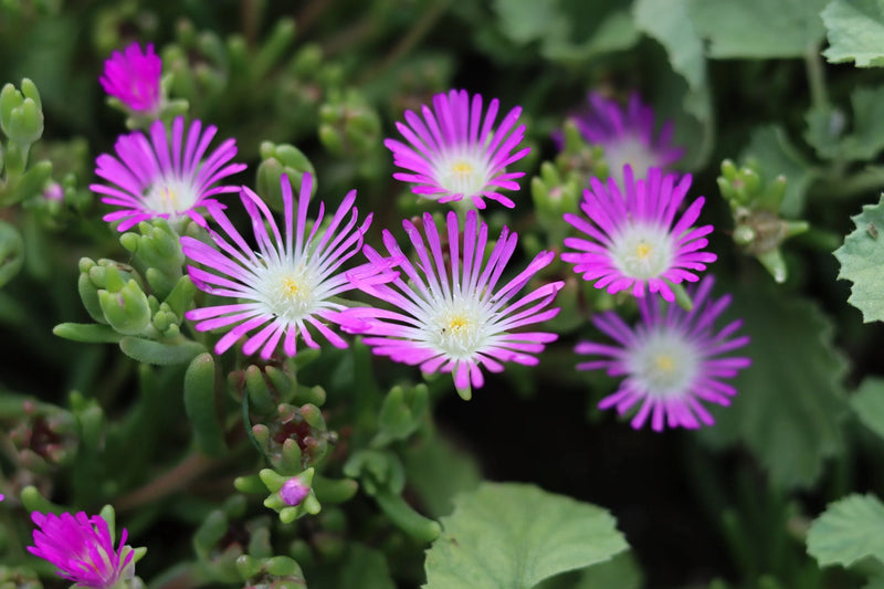 Purple Delosperma Stardust Flower seeds for Planting - Cut Flower Favorite, Heirloom & GMO Free Seeds for Home Garden