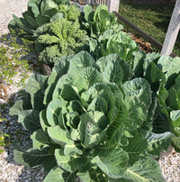 Giant collard vegetable seeds suitable for raised beds and container gardening