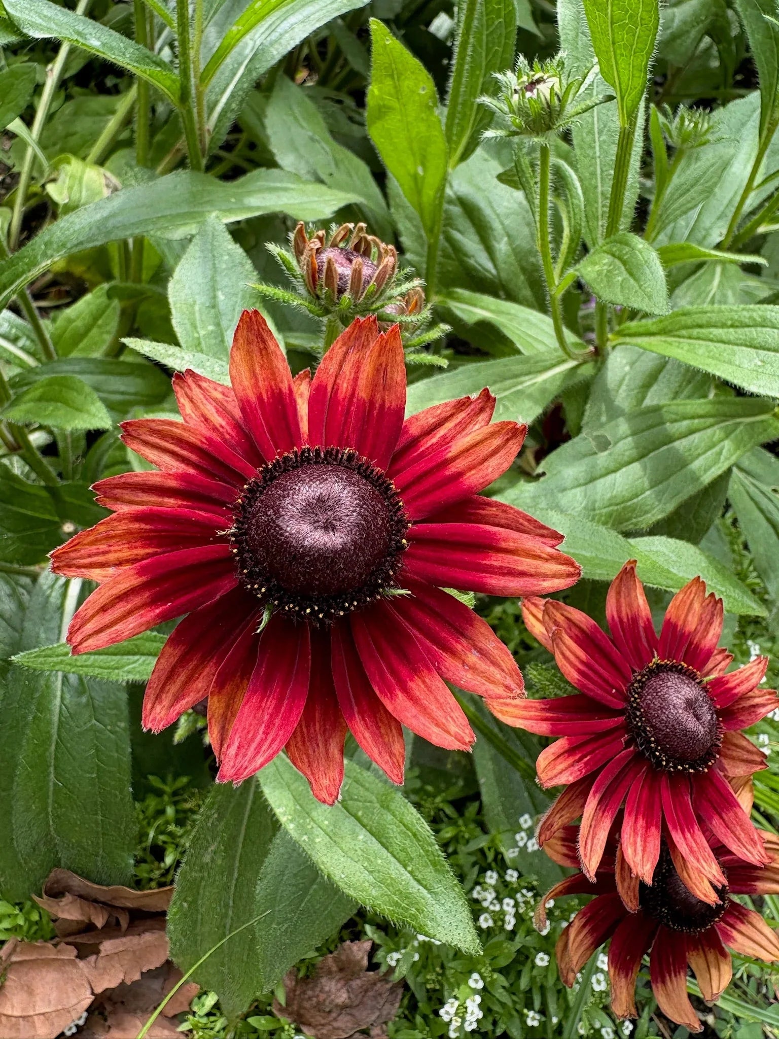 Deep red Black-Eyed Susan flowers growing in a sunny garden border.