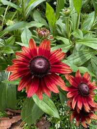 Deep red Black-Eyed Susan flowers growing in a sunny garden border.