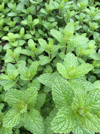 Mojito Mint Herb Seeds | Fragrant Perennial Variety for Home Herb Gardens