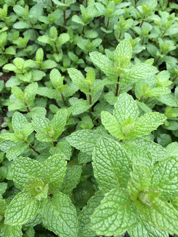 Mojito Mint Herb Seeds | Fragrant Perennial Variety for Home Herb Gardens