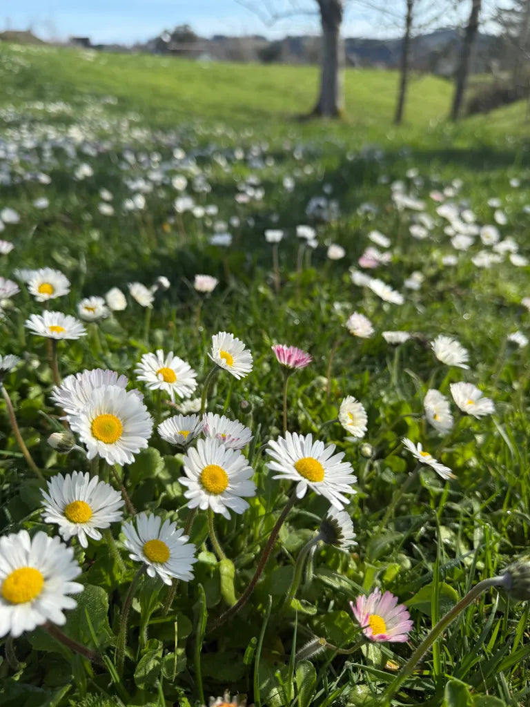 Close-up of delicate white English Daisy blooms with green foliage.