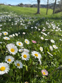 Close-up of delicate white English Daisy blooms with green foliage.