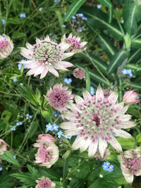 Mixed Astrantia Flower seeds for Planting - Shade Tolerant, Heirloom & GMO Free Seeds for Home Garden