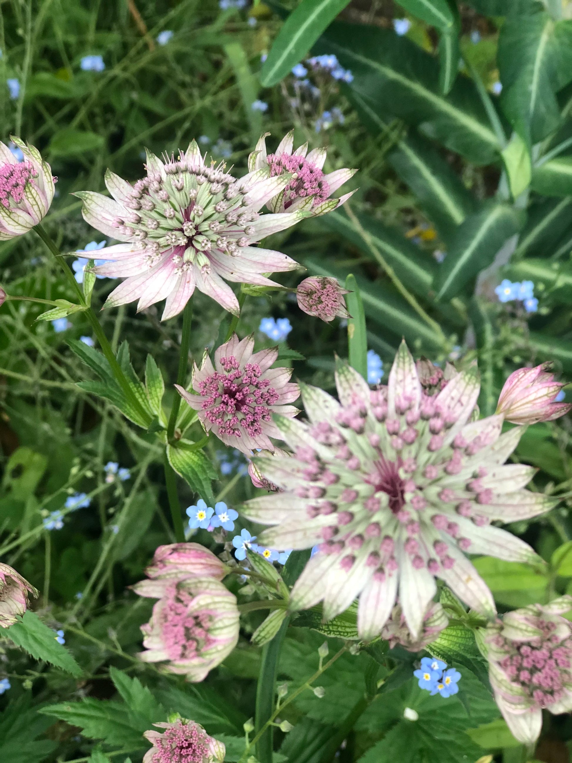Masterwort Flower Seeds for Planting - Stunning Perennial Blooms
