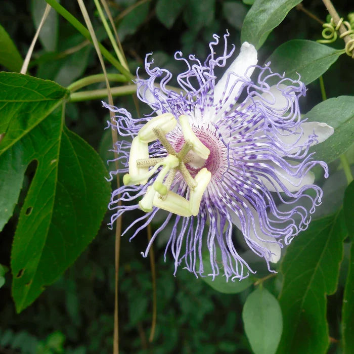 Passiflora incarnata (Maypop) Seeds for Planting – Heirloom & Non-GMO Passion Flower Seeds