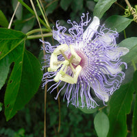 Passiflora incarnata (Maypop) Seeds for Planting – Heirloom & Non-GMO Passion Flower Seeds