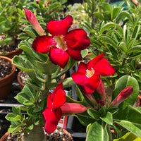 Desert Plant Flower seeds for Planting - Long Bloom Season, Heirloom & GMO Free Seeds for Home Garden