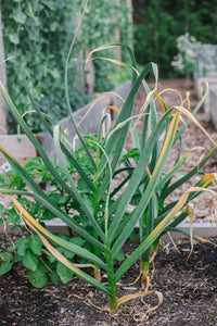 California Softneck garlic bulbs prepared for planting in a home garden.