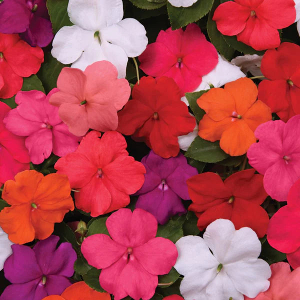 Impatiens Impreza Red Seeds for Planting Bold Shade Garden Flowers