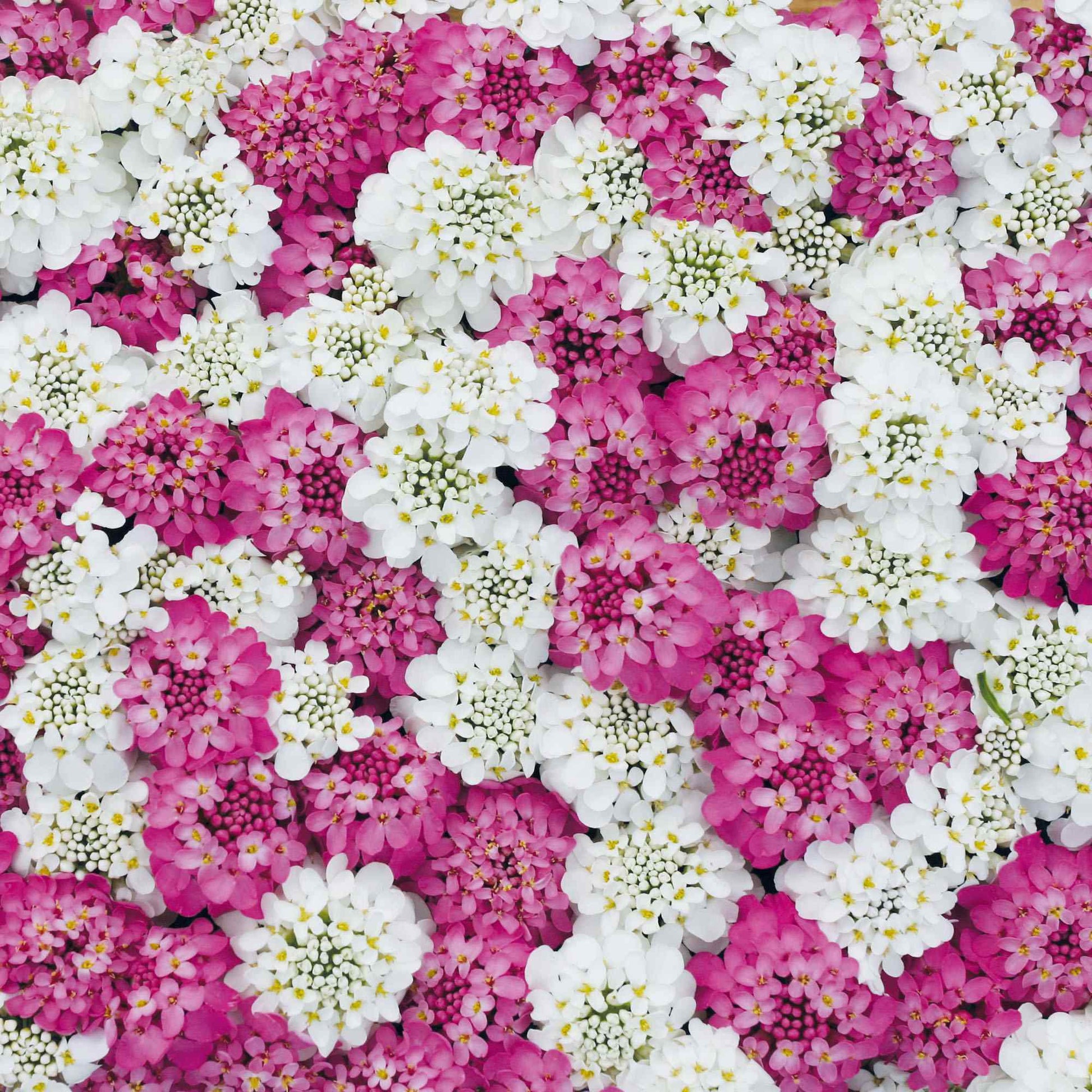 Iberis Red & White Mix Candytuft Seeds for Vibrant Garden Blooms