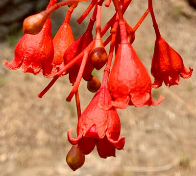 100 Pcs