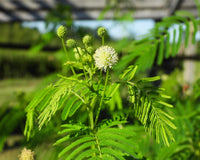 Yellow Illinois Bundleflower seeds for planting