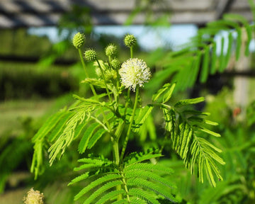 Yellow Illinois Bundleflower seeds for planting