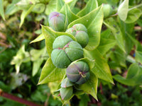 Lathyris Flower seeds for Planting - Compact Growth, Heirloom & GMO Free Seeds for Home Garden
