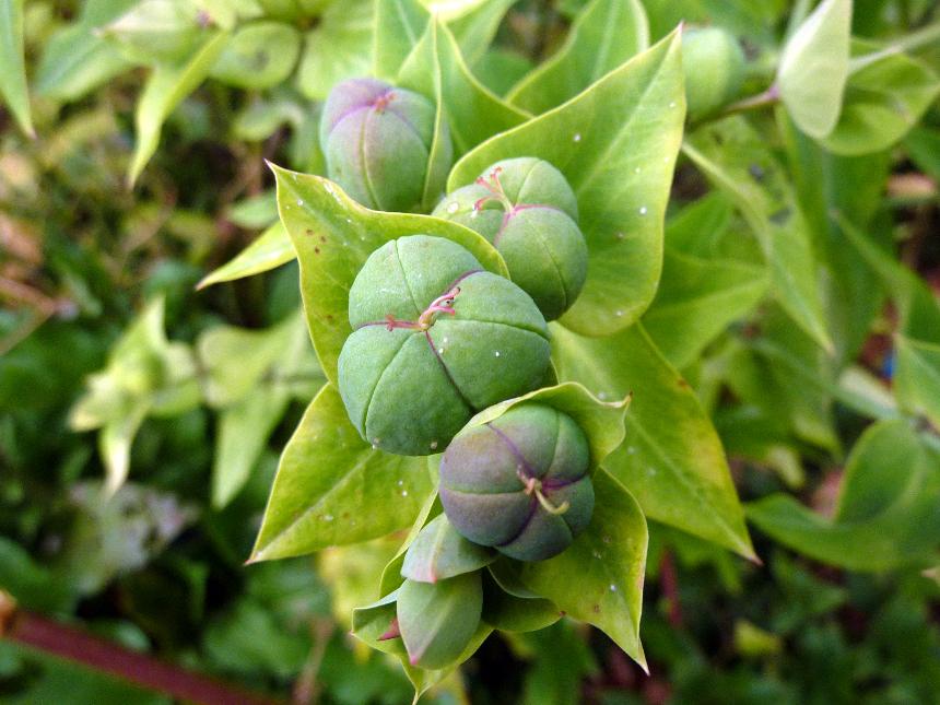 Lathyris Flower seeds for Planting Hardy Variety Heirloom & GMO Free Seeds for Home Garden 
 
 Sale