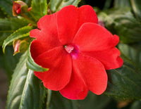 Impatiens Sun and Shade Scarlet Seeds for Planting Classic Red Flowers