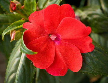 Impatiens Sun and Shade Scarlet Seeds for Planting Classic Red Flowers