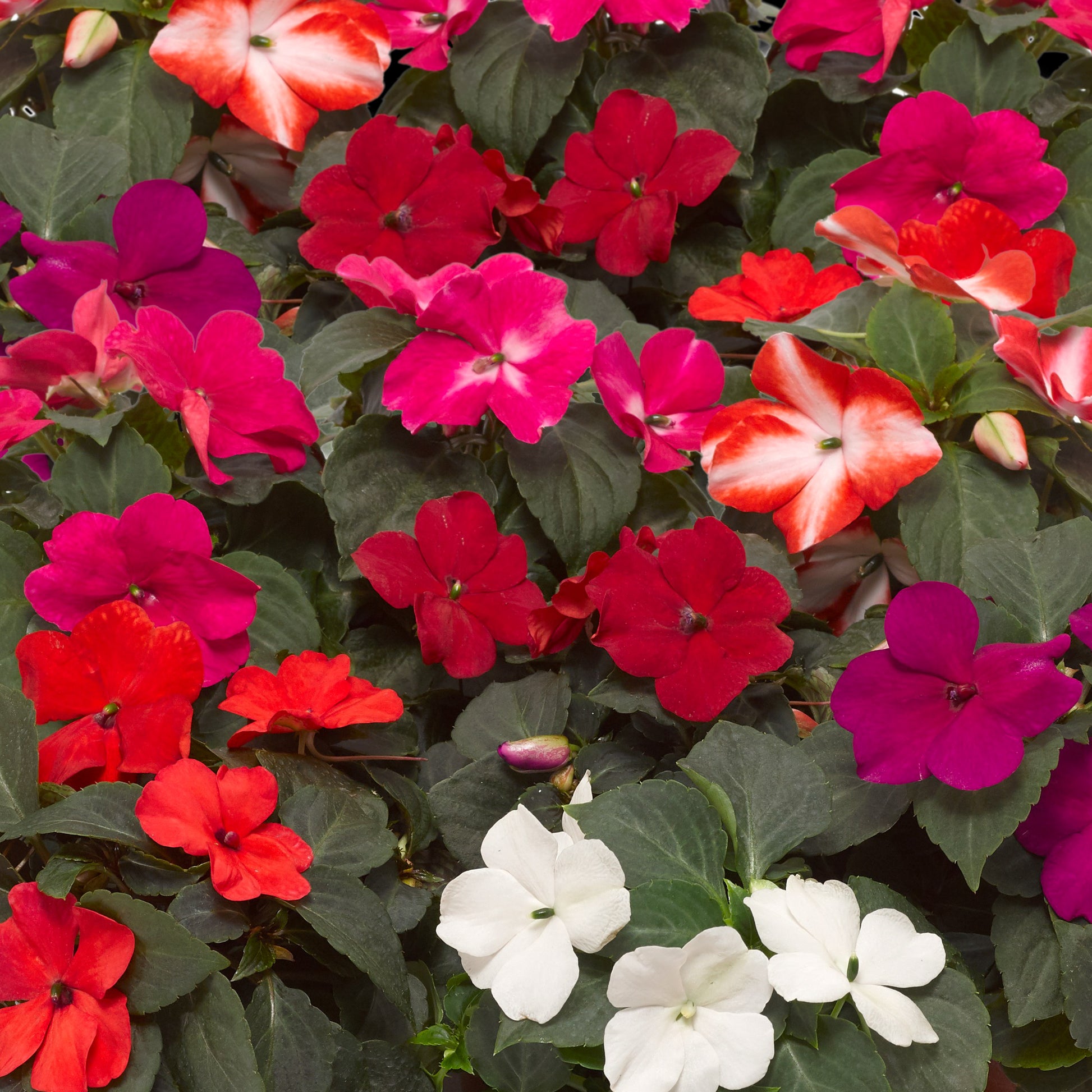 Impatiens Impreza Red Seeds for Planting Bold Shade Garden Flowers