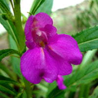 Balsam Flower seeds for Planting - Bright Blooms, Heirloom & GMO Free Seeds for Home Garden