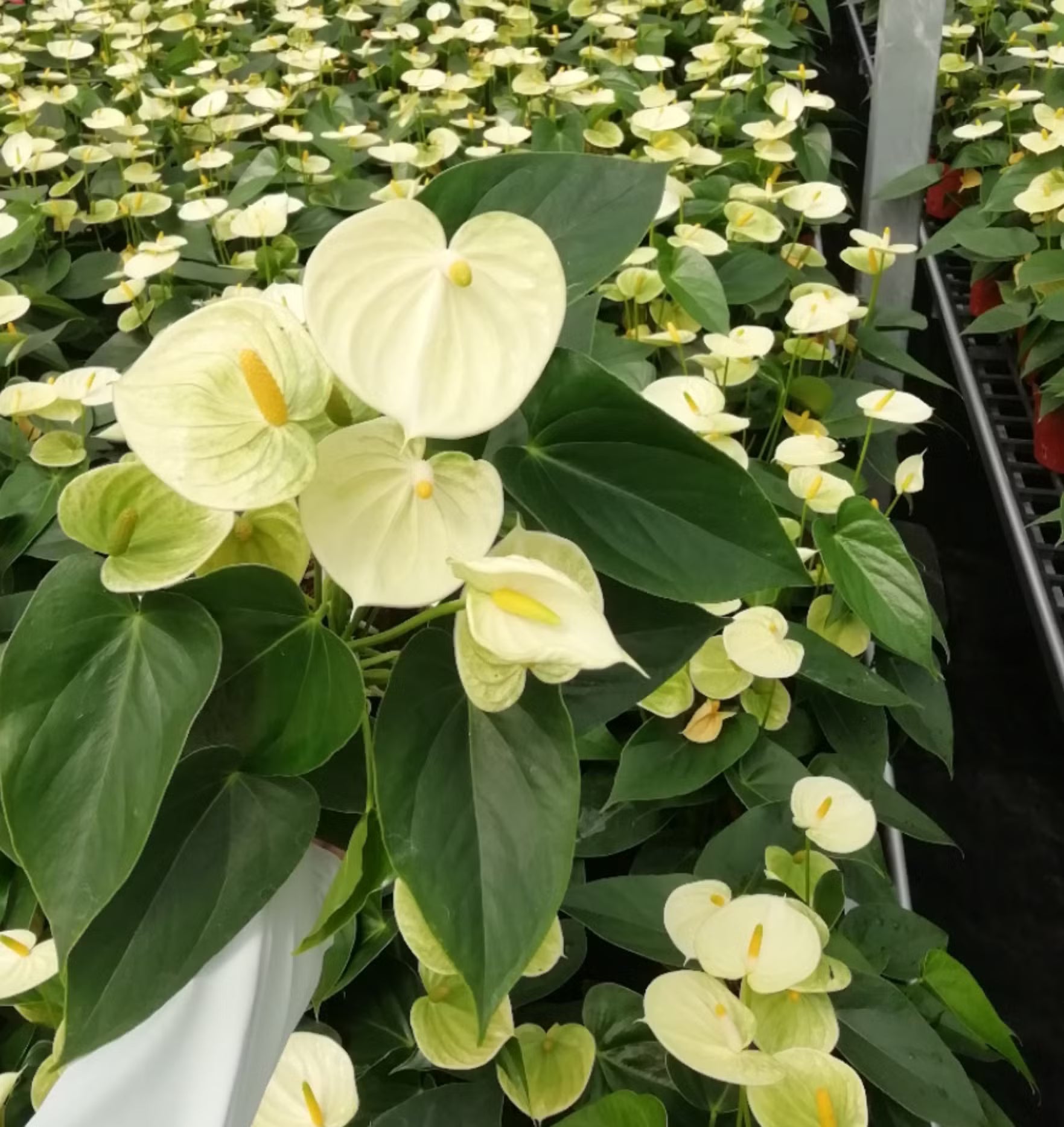 Light Yellow Anthurium Flower seeds for Planting Wildflower Mix Heirloom & GMO Free Seeds for Home Garden