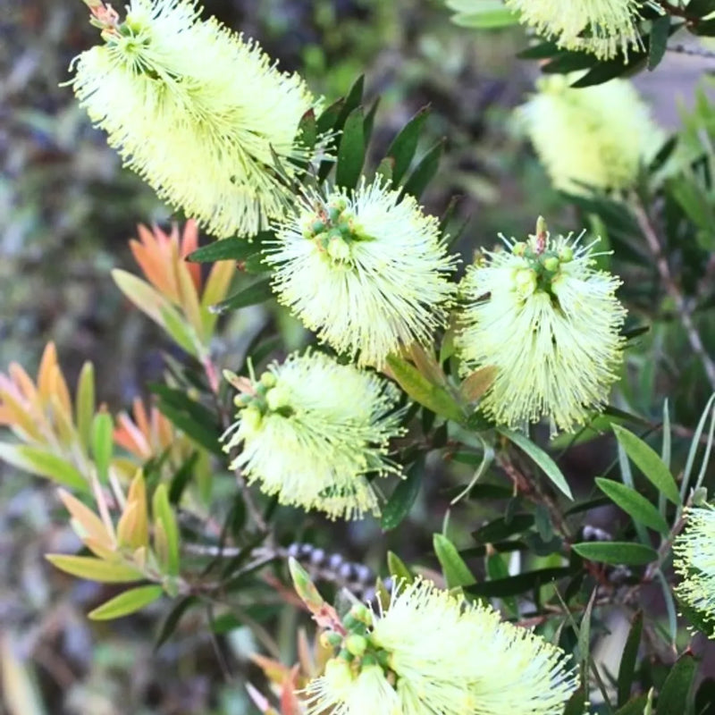 White Callistemon Flower Seeds for Planting Drought Tolerant Heirloom & GMO Free Seeds for Home Garden
 
 Sale