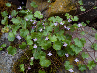 Cymbalaria Muralis Flower seeds for Planting - Sun Loving, Heirloom & GMO Free Seeds for Home Garden
 
 Sale seeds for home garden