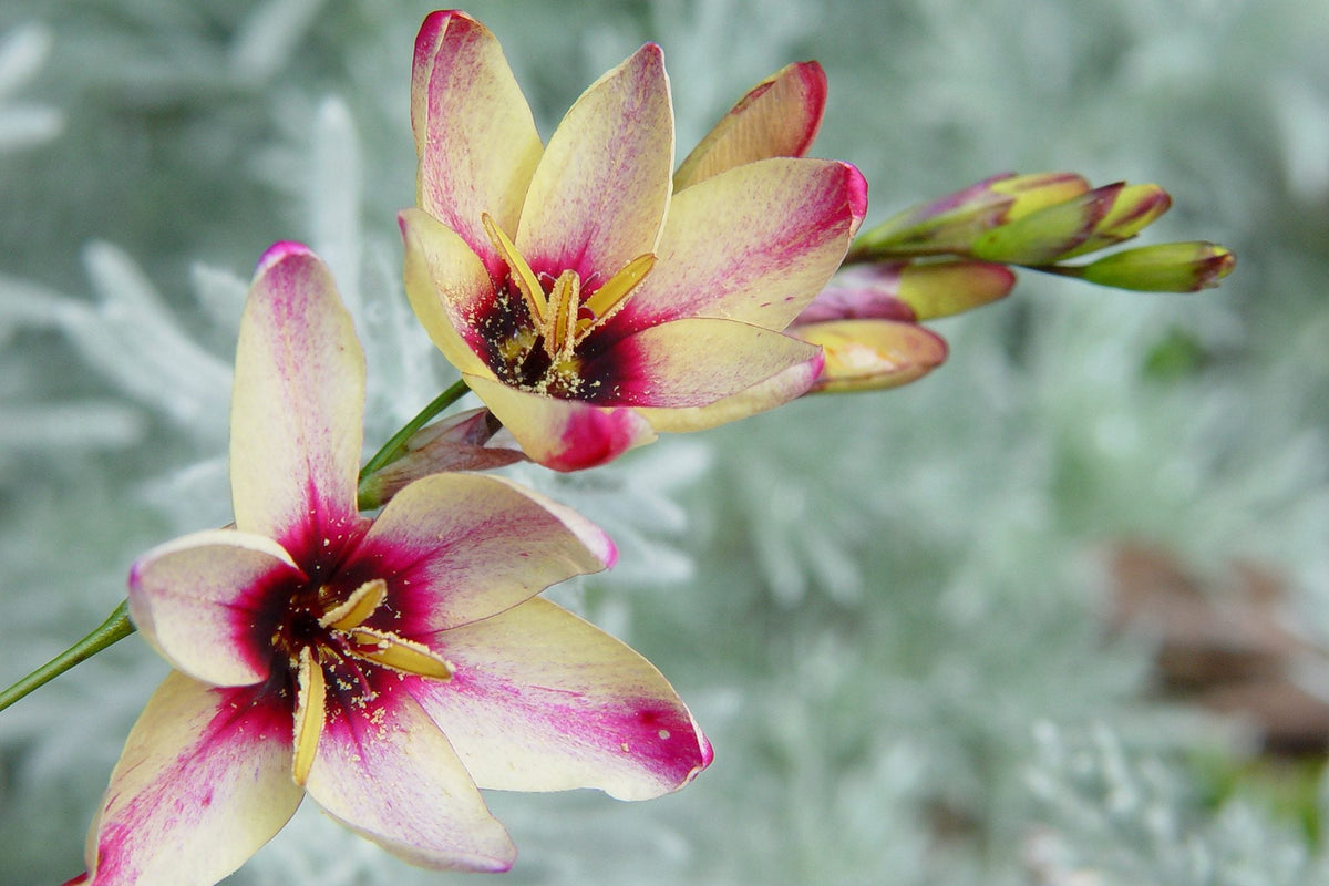 Ixia Flower seeds for Planting - Pollinator Friendly, Heirloom & GMO Free Seeds for Home Garden
 
 Sale seeds for home garden
