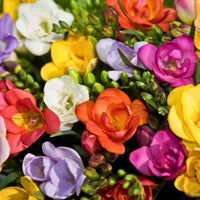 Freesia flower bulbs suitable for containers and garden beds