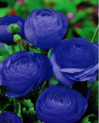 Blue Ranunculus Flower seeds for Planting - Cottage Garden Essential, Heirloom & GMO Free Seeds for Home Garden