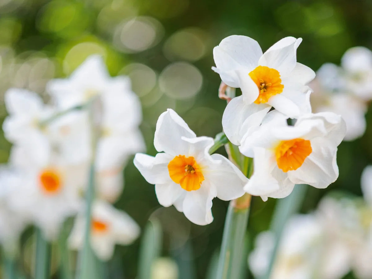 Cream Narcissus Flower Seeds for Planting Pollinator Friendly Heirloom & GMO Free Seeds for Home Garden
 
 Sale
