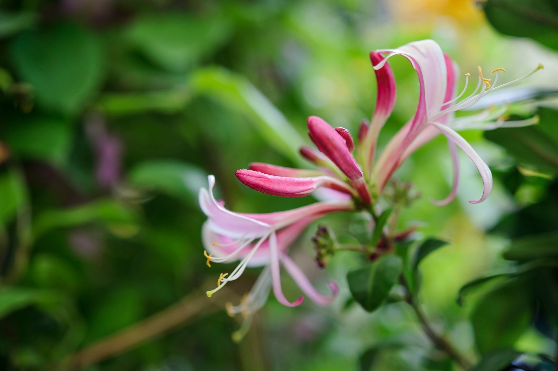 Lonicera Flower seeds for Planting Wildflower Mix Heirloom & GMO Free Seeds for Home Garden