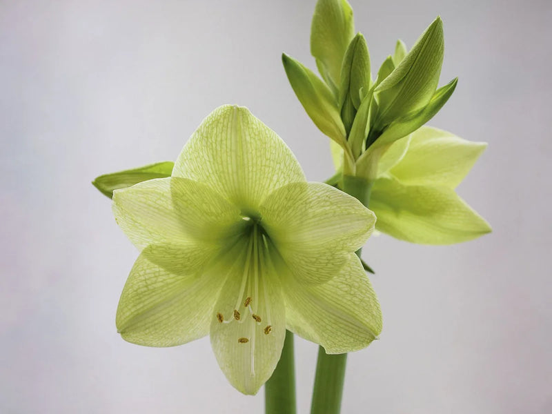 Light Grey Hippeastrum Flower seeds for Planting - Shade Tolerant, Heirloom & GMO Free Seeds for Home Garden