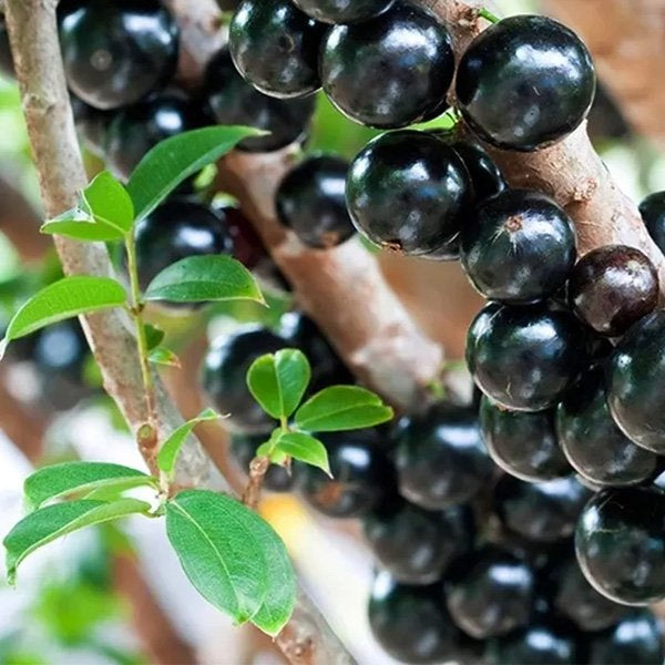 Jaboticaba Fruit Seeds for Planting  Grow Exotic Tropical Fruit in Your Garden