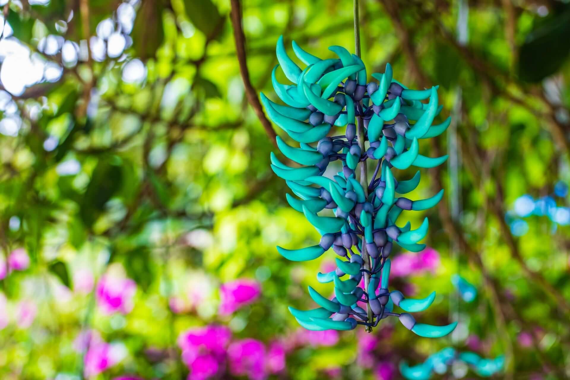 Perennial Jade flower rare seeds for gardeners