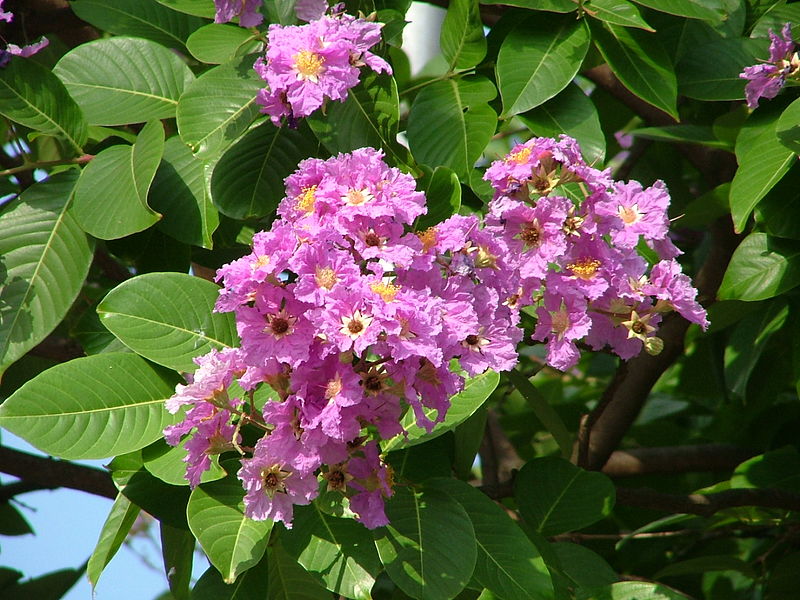 Lagerstroemia Flower seeds for Planting Shade Tolerant Heirloom & GMO Free Seeds for Home Garden