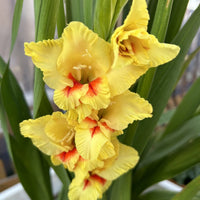 Yellow Red Gladiolus Flower Seeds Flower seeds for Planting Long Bloom Season Heirloom & GMO Free Seeds for Home Garden